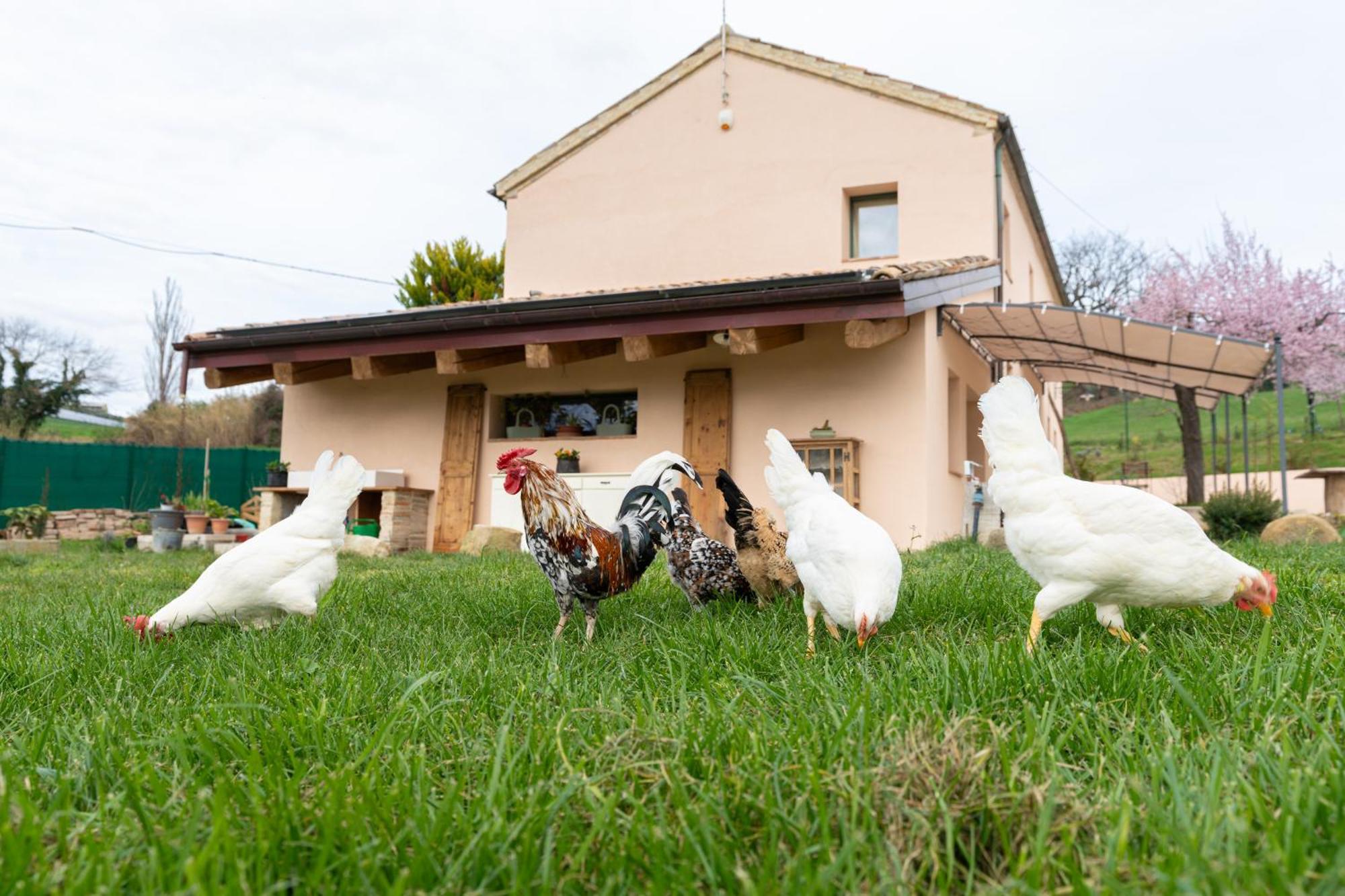 B&B Le Rondini Ostra Senigallia Casine  Eksteriør billede